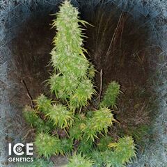 Ice Skunk Auto, Фасовка: 10